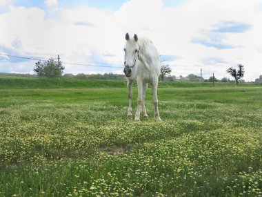 Yaz günü yeşil bir çayırda beyaz ata