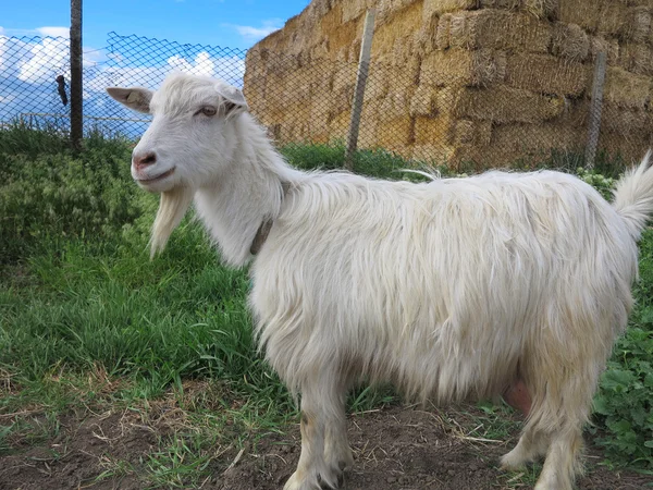 White goat grazing on a green meadow on sunny day — Stock Photo, Image