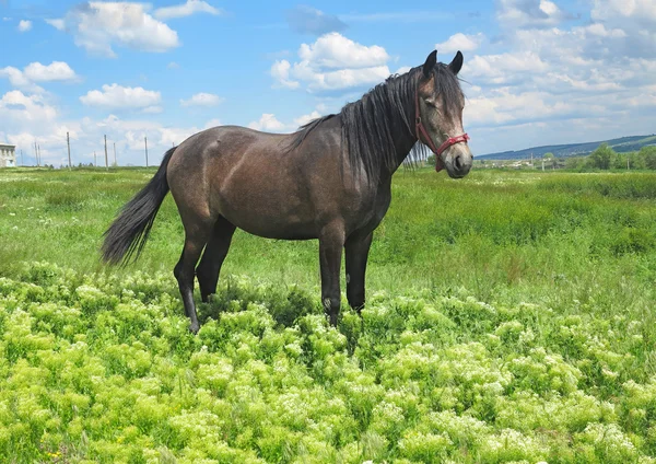 Czarny koń na zielonej łące w dzień wiosny — Zdjęcie stockowe