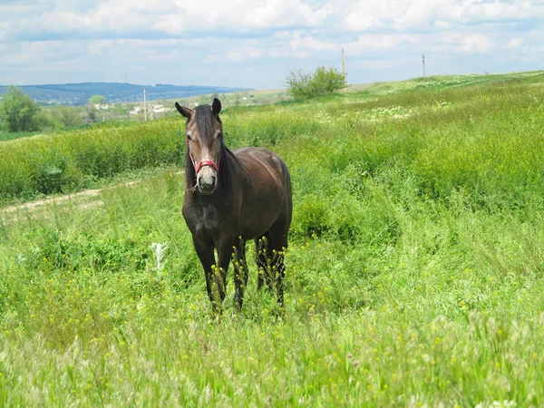Чорний кінь на зеленому лузі навесні — стокове фото