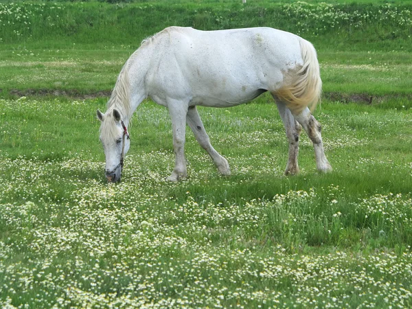 White horse op een groene weide in zomerdag — Stockfoto