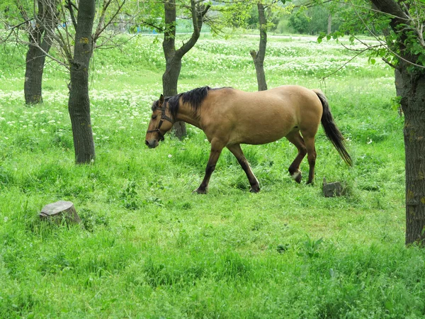 Коричневий кінь зеленим лісом у літній день — стокове фото