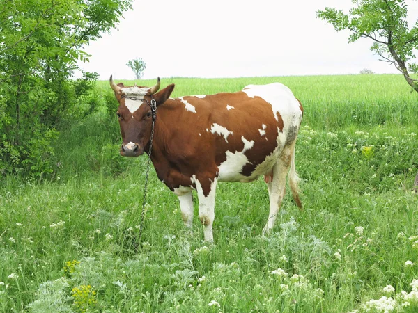 Bruine en witte koe in zomer groen grasland weide — Stockfoto