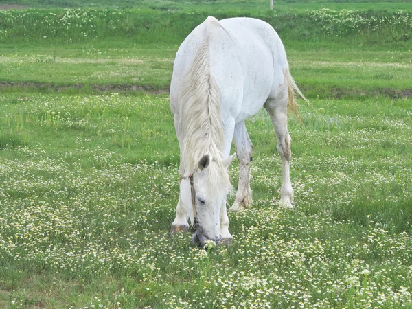 White horse op een groene weide in zomerdag — Stockfoto