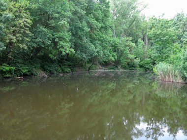 Eski bir merdiven yeşil ormandan terk edilmiş bir göle iner.