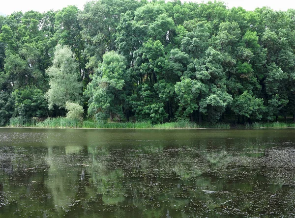 Beautiful Fresh Green Forest Tree Branches Lake Calm Idyllic Water — Stock Photo, Image