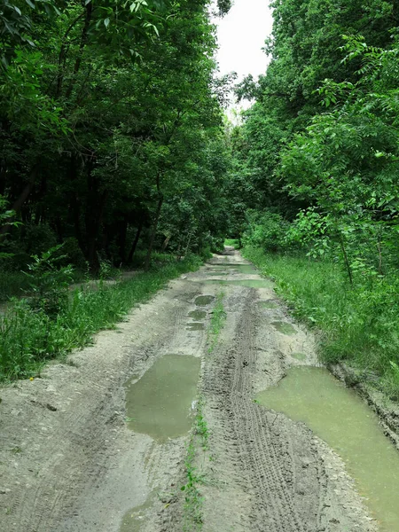 Pahasti Vaurioitunut Tie Tiheän Vihreän Metsän Läpi — kuvapankkivalokuva