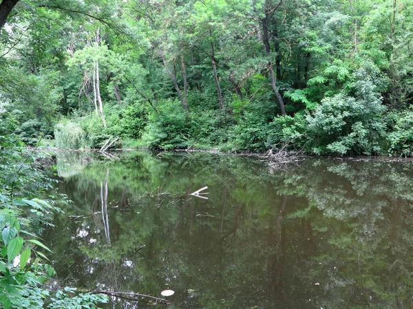 Pristine Nature Dense Green Forest Shore Abandoned Lake — Stock Photo, Image