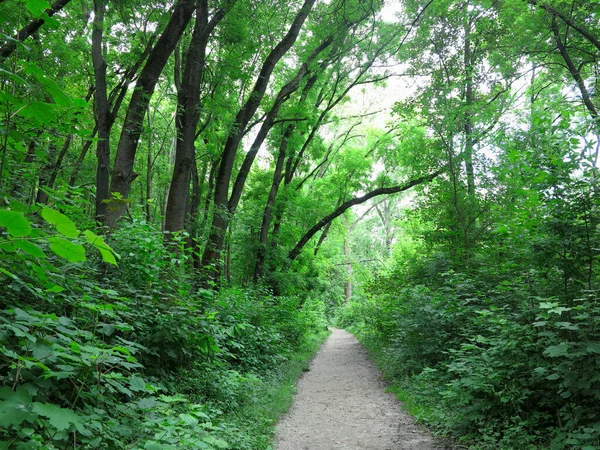 Beautiful Footpath Dense Green Forest Summer Time — Stock Photo, Image