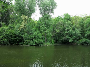 Güzel yeşil orman ağacı dalları göl üzerinde sakin sakin su yüzeyi