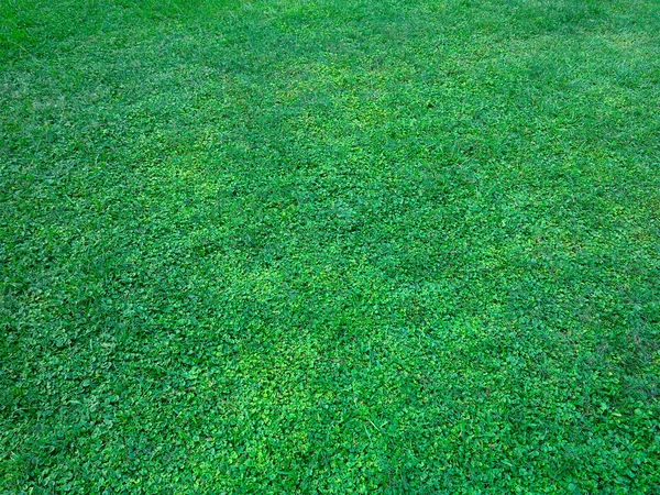 Green Lawn Background Green Grass Background Texture Top View — Stock Photo, Image