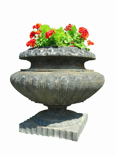 Old Stone Vase Red Flowers Isolated White Background — Stock Photo, Image