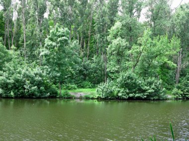 Güzel yeşil orman ağacı dalları göl üzerinde sakin sakin su yüzeyi