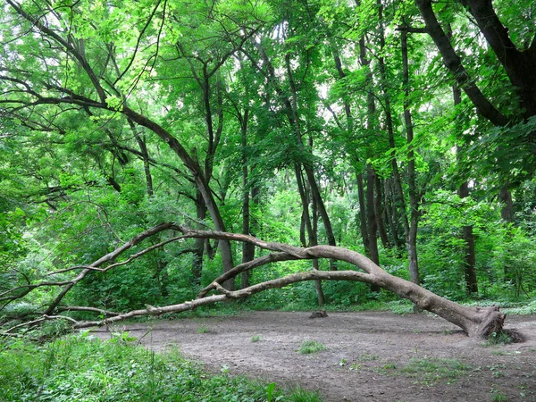 Kaatunut Puiden Polku Tiheässä Metsässä Täynnä Korkeita Vihreitä Puita — kuvapankkivalokuva
