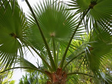 Tropikal yeşil palmiye yaprağı mavi gökyüzü arka plan üzerinde