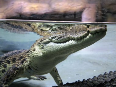 yakın çekim bir timsah sudan Doğal ortamında görmek