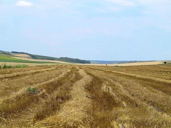 Strohballen auf landwirtschaftlich geerntetem Weizenfeld — Stockfoto