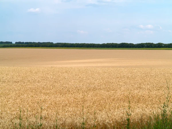 Endles yellow beautifull wheatfield in summer — Stock Photo, Image