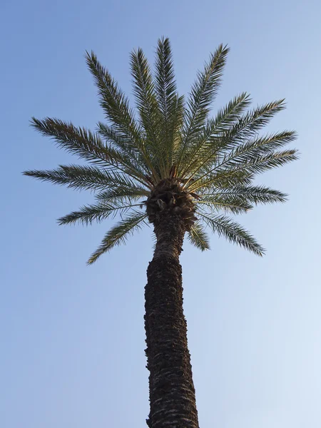 Palmeira no pôr do sol sobre o céu azul — Fotografia de Stock