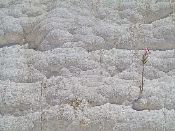 Híres fehér kalcium travertines és medencék pamukkale, Törökország. — Stock Fotó