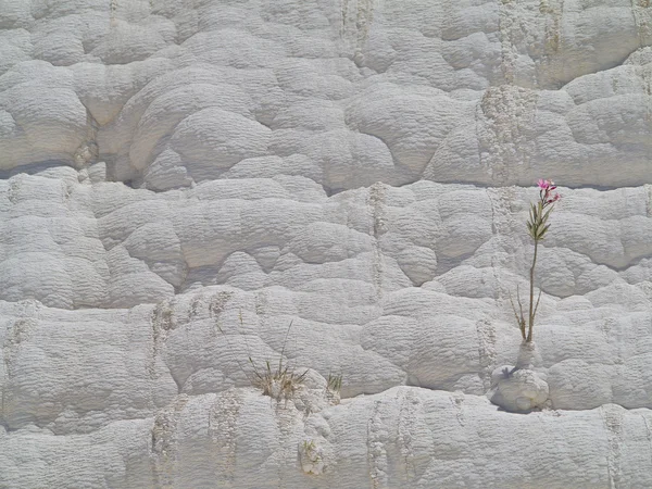 Famous white calcium travertines and pools in Pamukkale, Turkey. — Stock Photo, Image