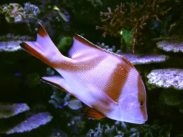 Wunderschöne Korallenfische im blauen Wasser — Stockfoto