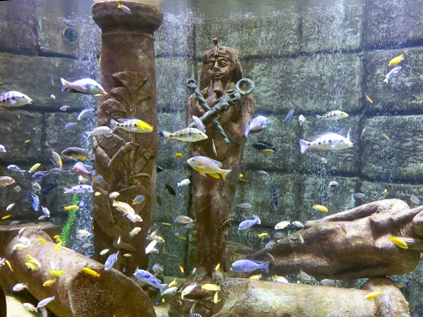 Tropiska fiskar i akvarium med Egypten staty — Stockfoto