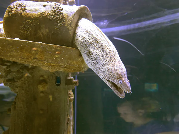 Hemsk moray gömmer sig i röret — Stockfoto