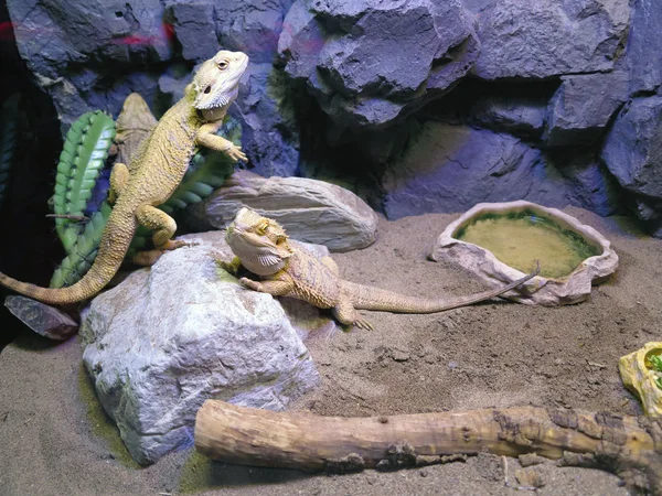美丽的棕色蜥蜴家族 — 图库照片
