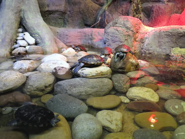Κόκκινο αυτί χελώνα στο φυσικό τους περιβάλλον, στην όχθη του ποταμού — Φωτογραφία Αρχείου