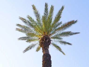 Palmiye ağacı üzerinde mavi gökyüzü günbatımı