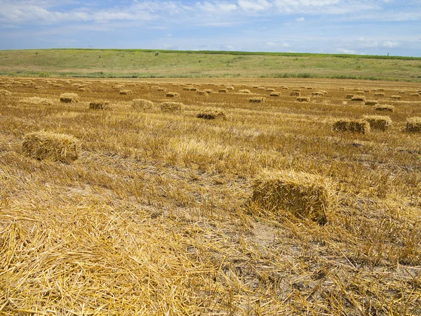 Halm balar i jordbruket skördas wheatfield — Stockfoto