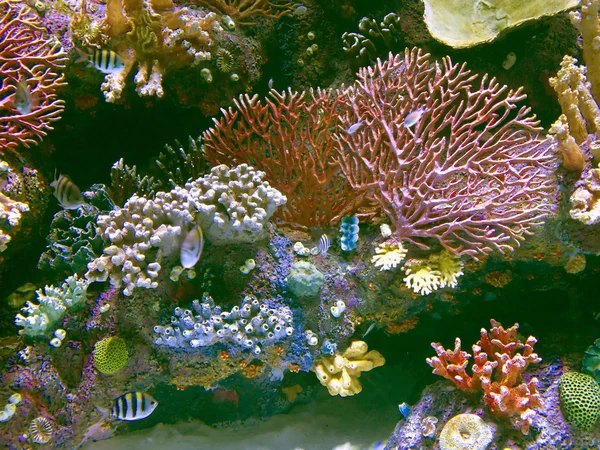 Egzotikus hal, színes trópusi tengeri korall-zátony — Stock Fotó