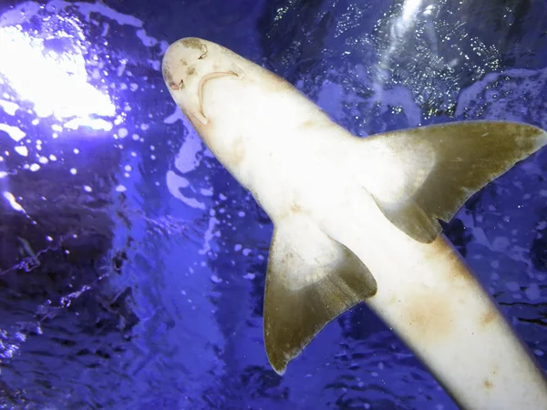 A mély kék vízben alsó kis cápa — Stock Fotó