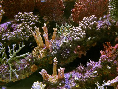 mercan resif renkli tropikal deniz egzotik balıkları ile