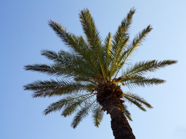 Palmiye ağacı üzerinde mavi gökyüzü günbatımı