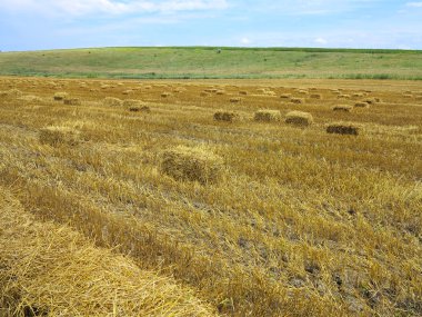 saman balya tarım hasat wheatfield