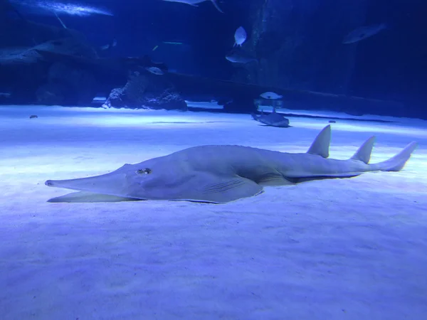 Hai vom Meeresboden im tiefblauen Wasser — Stockfoto