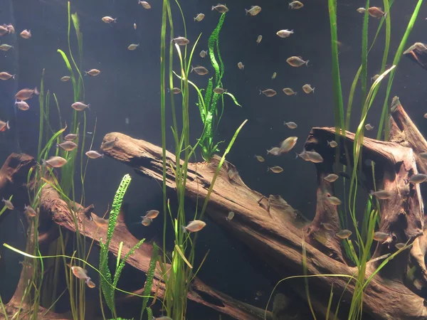 Ein grün schön bepflanztes tropisches Süßwasser-Aquarium — Stockfoto