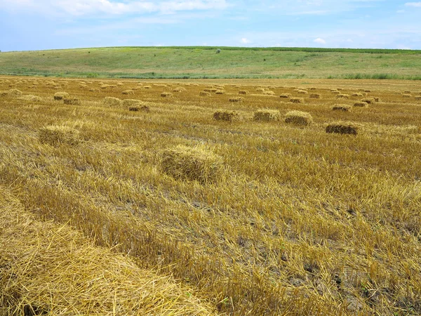 Balle di paglia in campi di grano raccolti in agricoltura — Foto Stock