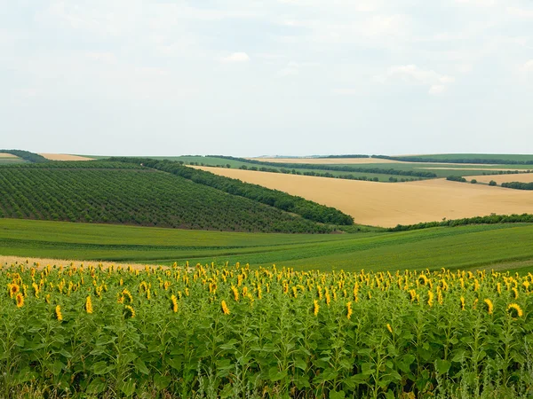 Сельскохозяйственный ландшафт - пшеничное поле, подсолнечник и сады — стоковое фото