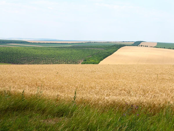 Agricultural landscape - wheatfield and gardens — Stock Photo, Image