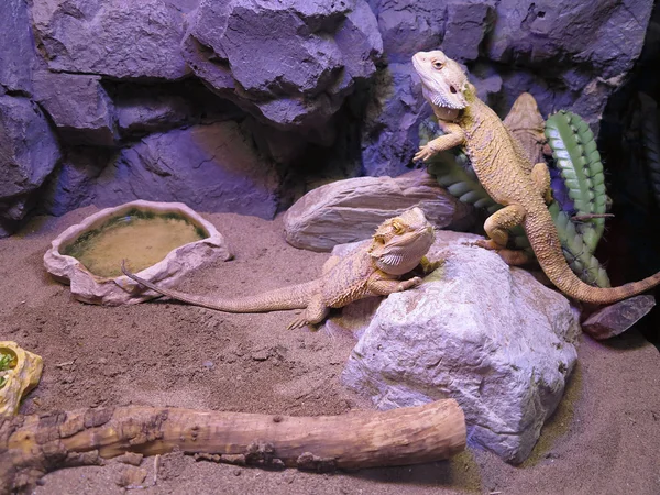 Hermosa familia de lagartos marrón — Foto de Stock