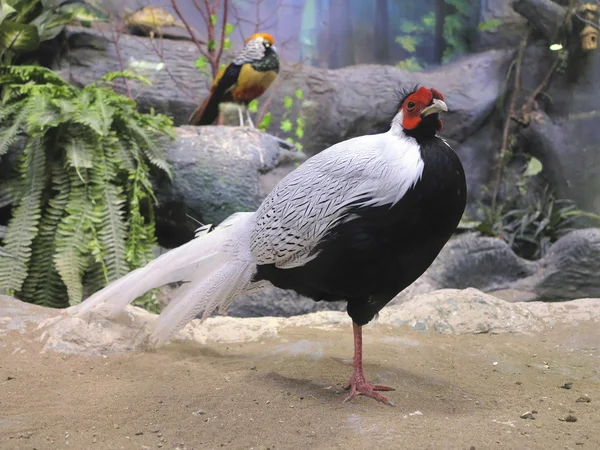 Den vackra färgade manliga kinesiska fasan i en naturlig miljö — Stockfoto