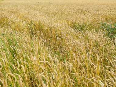 Yaz aylarında endles sarı güzel wheatfield