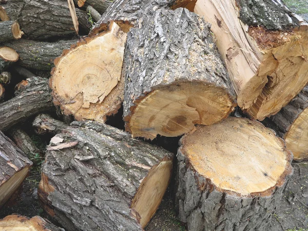 Cut and piled brown wooden logs — Stock Photo, Image