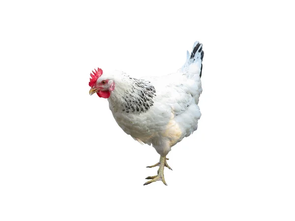Branco com frango preto isolado sobre branco — Fotografia de Stock
