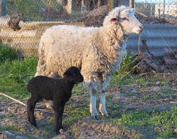 Moutons blancs et agneau noir dans la cour de la ferme — Photo