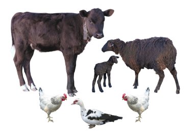 Çiftlik hayvanları beyaz bitti - izole baldır, koyun, kuzu, tavuk, d