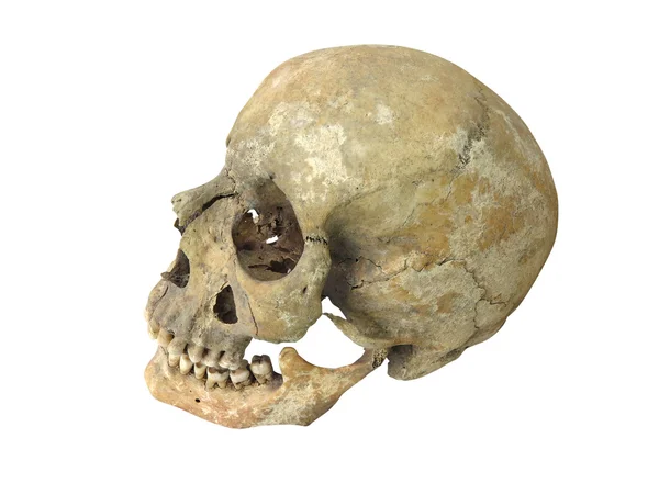 Eski arkeolojik bulmak insan kafatası kafatası üzerinde beyaz izole — Stok fotoğraf